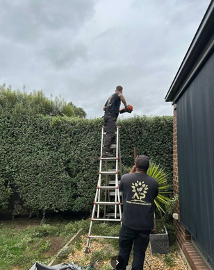A.P. Tree Management team at work