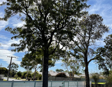 Tree pruning work by A.P. Tree Management