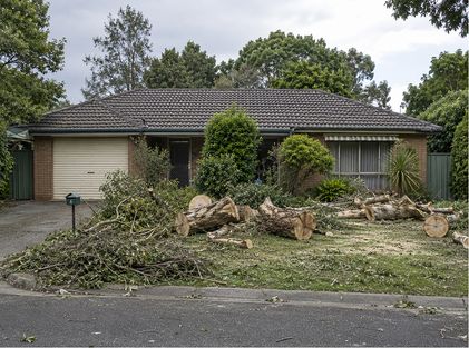 Storm-damaged tree in front yard