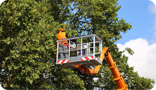 Fallen tree on house roof — the cost of bad tree work