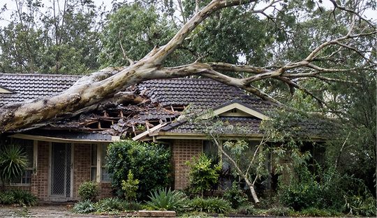 Fallen tree on house roof — the cost of bad tree work