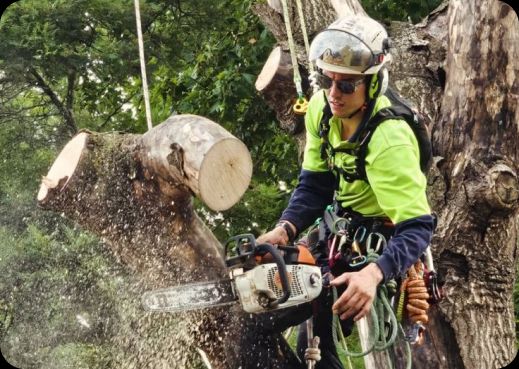 Arborist safely removing a large tree branch with a chainsaw