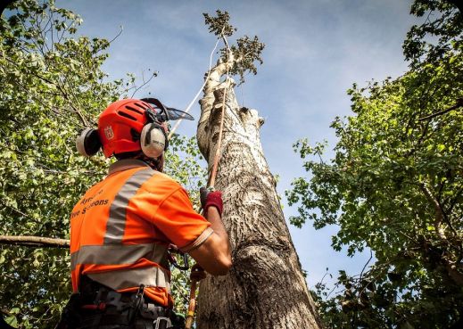 Tree specialist in safety gear working at height on a large tree view-animation animate-fade-up