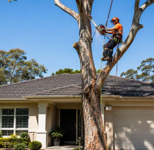 Certified arborist climbing a tree to carry out safe and professional tree work