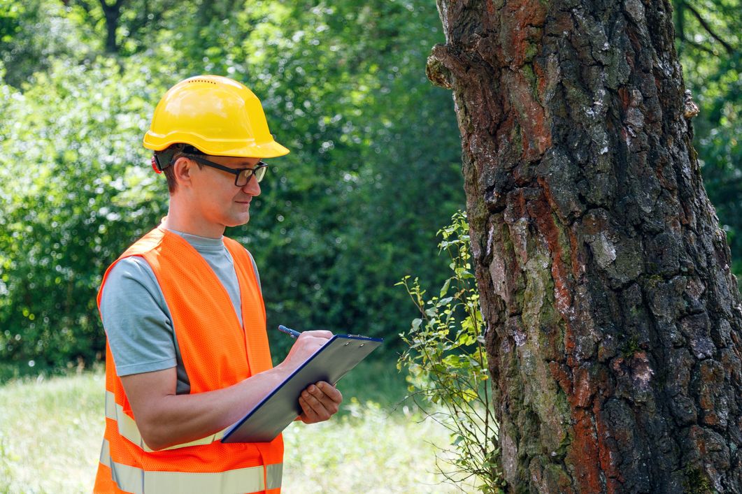 Council arborist providing professional advice