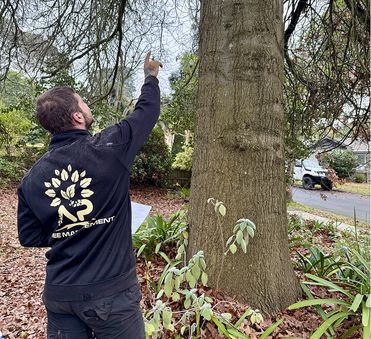 Council arborist providing professional advice