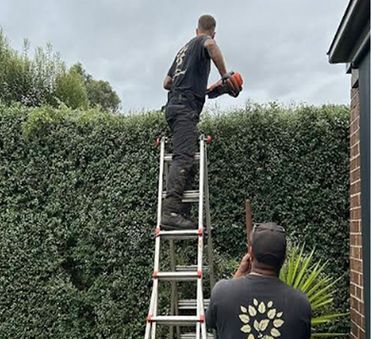 Overgrown hedge trimming and control