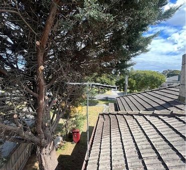 Tree pruning to let sunlight through