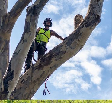 Arborist safely removing a dangerous tree
