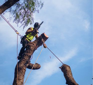 Arborist safely removing a dangerous tree